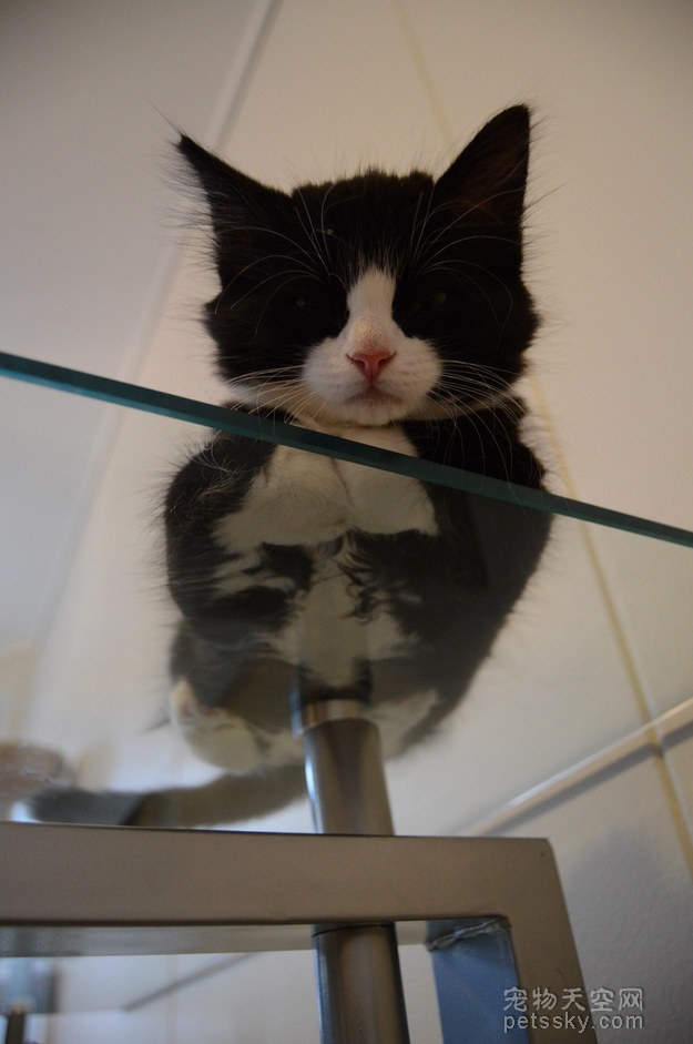猫咪与玻璃桌