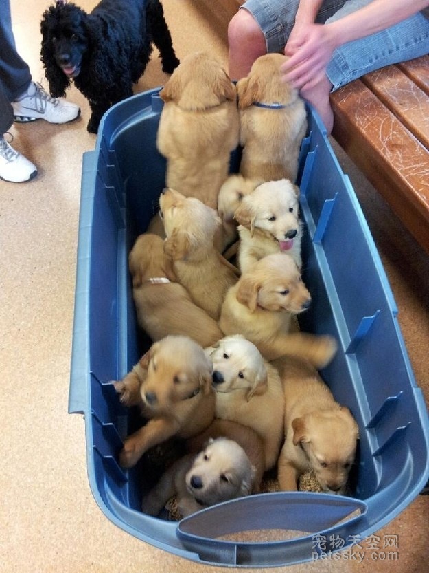 心情不好的时候，可以看一下这14篮子小狗崽