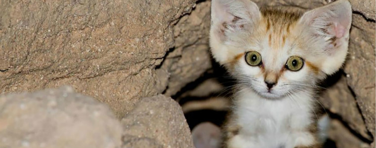 最小的猫科动物：沙丘猫，猫界里的“林志颖”