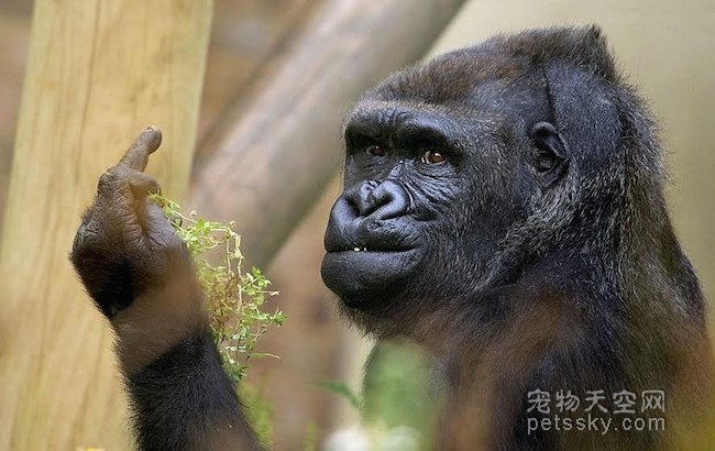 当摄影师为大猩猩拍照时 竟发现它在朝他竖中指