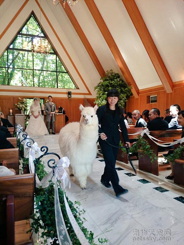 神兽在日本登上婚礼殿堂：见证新人的幸福