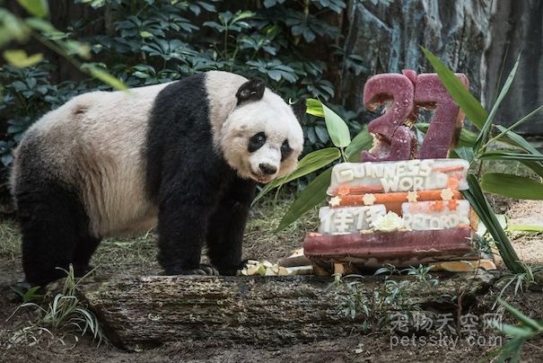 大熊猫“佳佳”破世界基尼斯记录 37岁相当于人的111岁