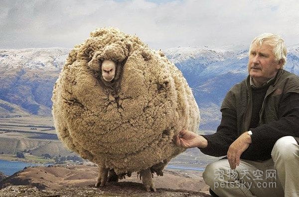绵羊为了逃避剪毛躲进山洞生活六年 最终被主人找到