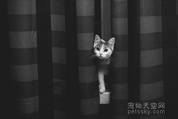 猫咪的黑白照片