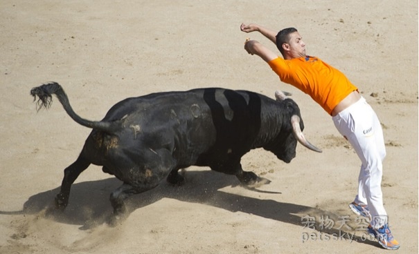 西班牙的“奔牛节” 看斗牛民族的民众展示高难动作