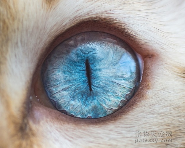 15张猫咪眼睛的近距离照片 给人一种超惊艳的感觉