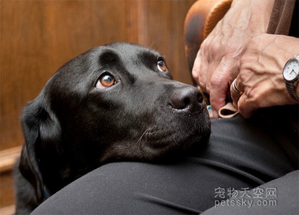 美国法院允许特定狗狗上法庭 用来缓解出庭人的情绪