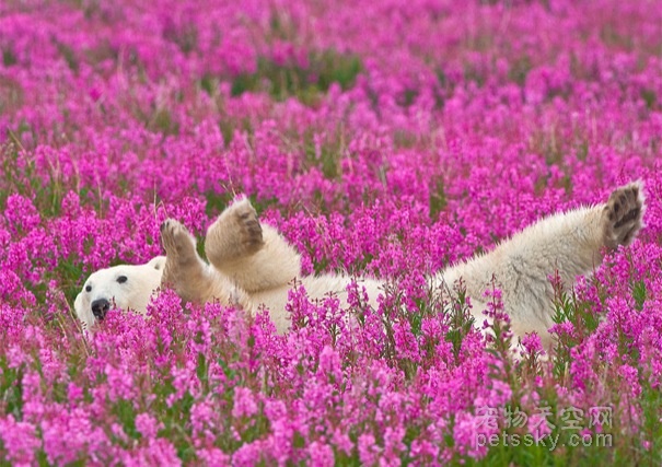 北极熊也有自己的春天 在一片花的海洋里嬉闹