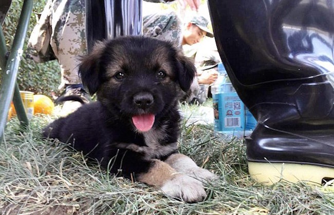 外媒报道天津爆炸被士兵救出的小狗 取名为“生化”