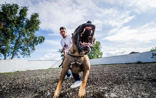 英国两个小伙将狗训练成保镖犬卖 每只20万元左右
