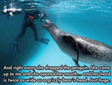 摄影师在海里遇到豹海豹 没被咬死反而受到照顾
