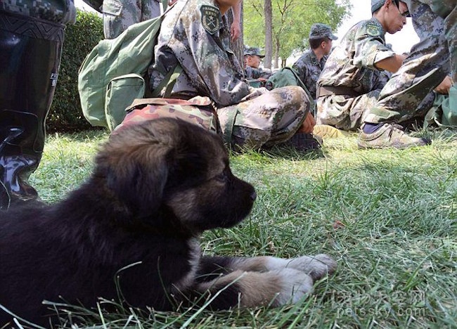 外媒报道天津爆炸被士兵救出的小狗 取名为“生化”