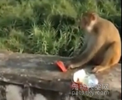 把鞭炮塞在零食里给猴子 男子看到猴子被炸后放声大笑