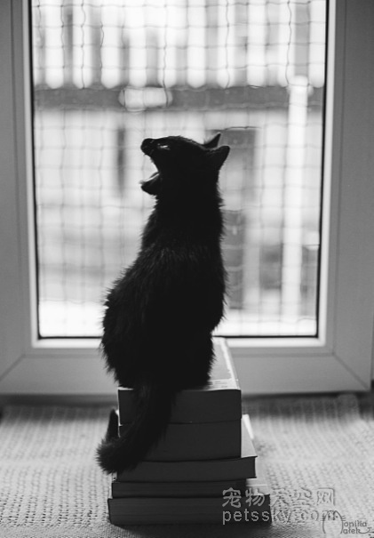 猫咪的黑白照片