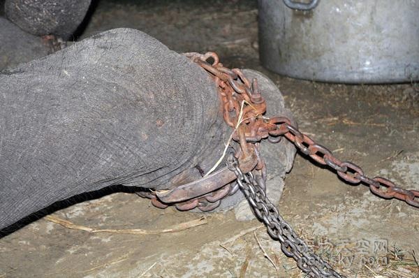 印度大象被囚禁虐待50多年 获救后它流下了眼泪