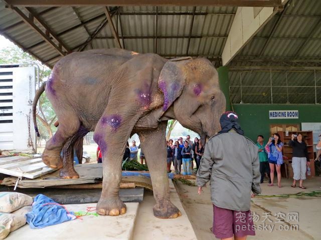 泰国有一只被奴役摧残70年的大象  人们将它救出后