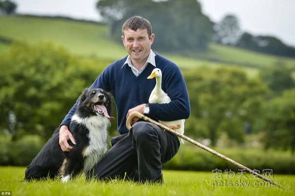 英国农夫的一只边牧犬不牧羊 专门来训练鸭子 