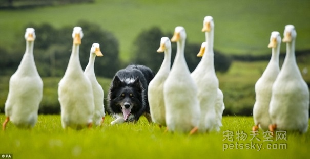 英国农夫的一只边牧犬不牧羊 专门来训练鸭子 