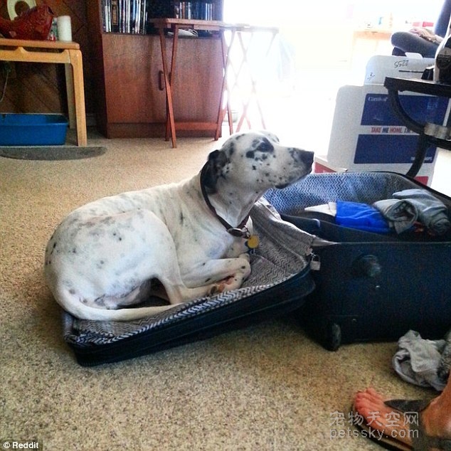 将狗装进行李箱的故事