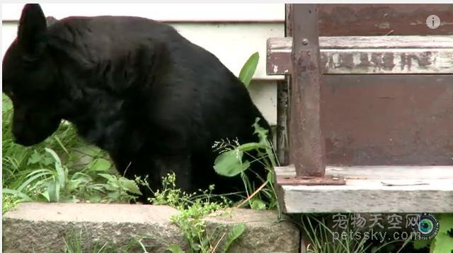 美国一只流浪狗非常凶 救助人员在它栖身的地方发现原因