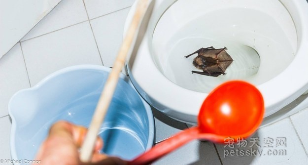 加拿大男子上厕所时 发现一只蝙蝠在马桶里游泳