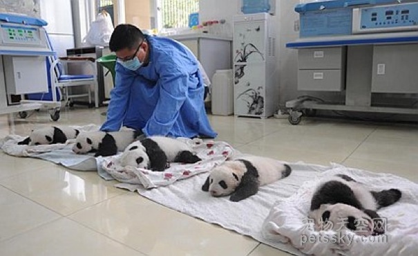 中国保护大熊猫研究中心 首次亮相今年新生的熊猫宝宝