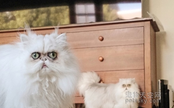 网上很火的一对兄弟猫咪：“外星猫”Manchego和Chipotle