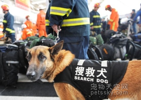与消防员共同逆行的狗狗——搜救犬