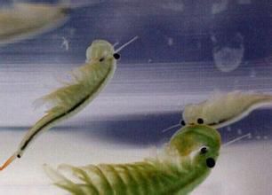 河北疑现“仙女虾” 该物种在地球上活体不多