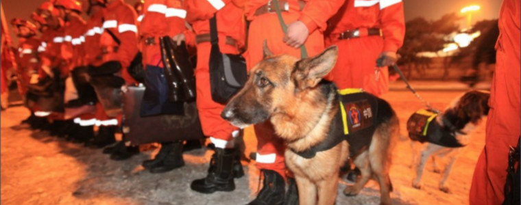 与消防员共同逆行的狗狗——搜救犬，你们辛苦了！