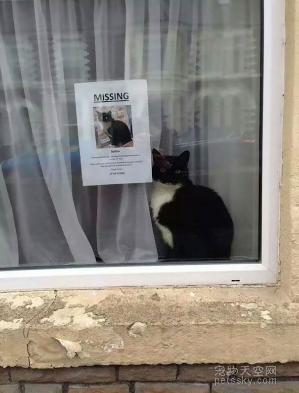 超级巧合的照片：走丢的猫咪找到找它主人的“寻猫启事”