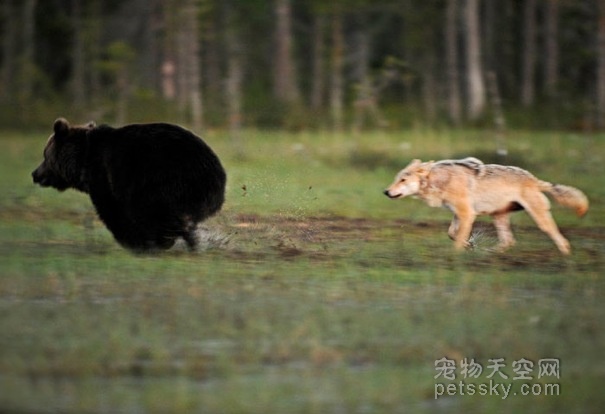 世界上的罕见照片：狼与熊不同寻常的友谊