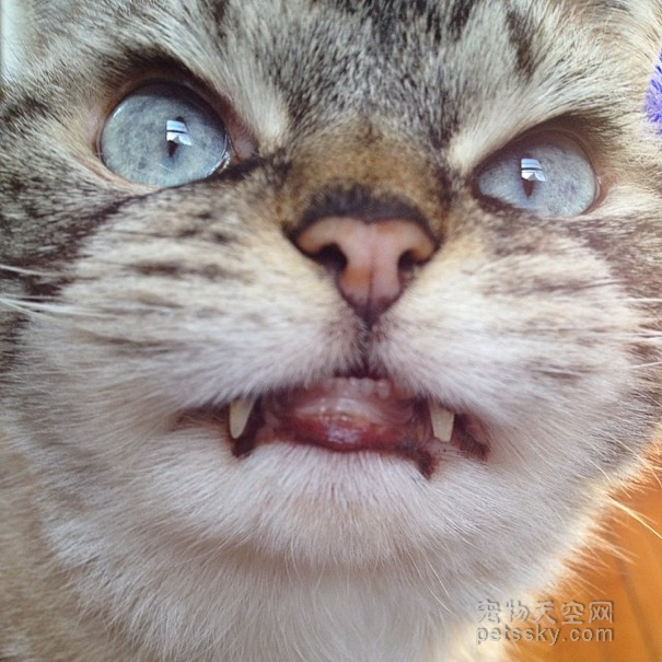 猫咪因面部长相狰狞 被网友戏称为“吸血鬼猫”