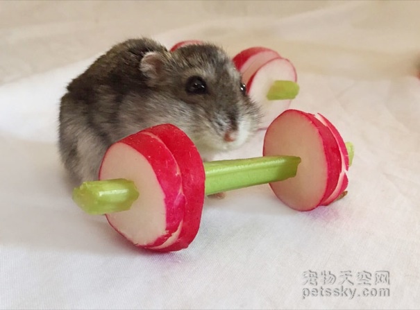 为了让仓鼠减肥 网友做了一套“蔬菜”健身器材