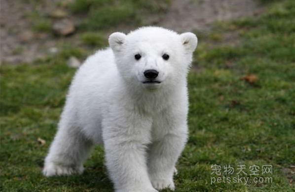 明星北极熊“克努特”的死因查明 它短暂又坎坷的一生令人心疼