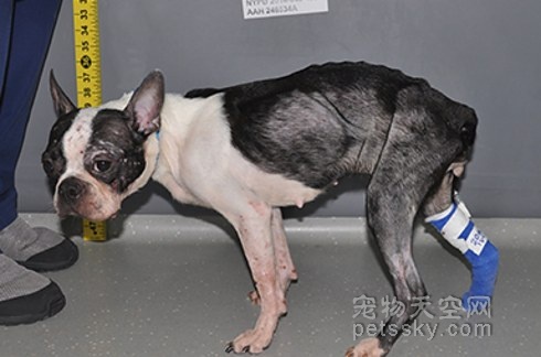 八只狗狗被救助的故事 被救前后的照片反差很大