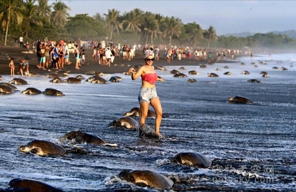 哥斯达黎加海滩被大批游客“霸占” 濒危海龟生蛋困难