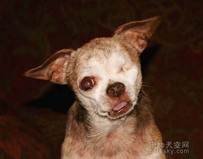 一只独眼且其貌不扬的狗狗 被评为美国2015年的英雄犬