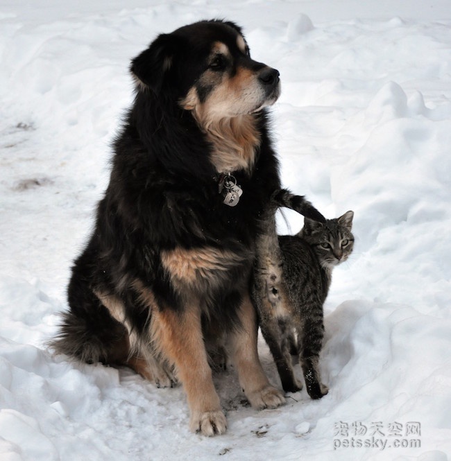 一只狗和一只猫的凄美故事