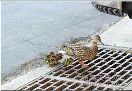 鸭妈妈正带着小鸭们过马路 没想到11只小鸭掉进下水道