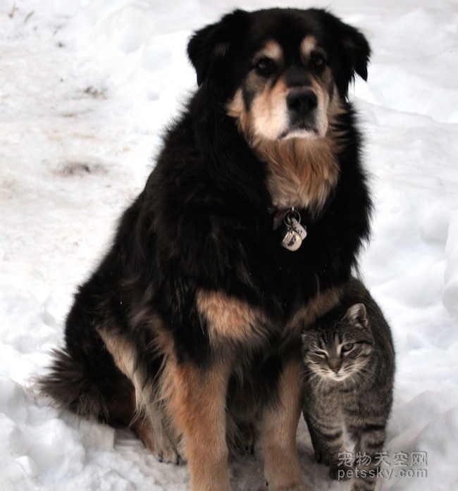 一只狗和一只猫的凄美故事