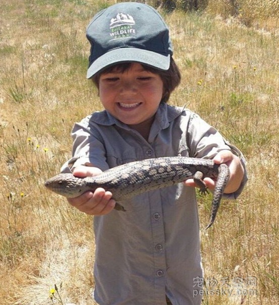 澳大利亚5岁鳄鱼猎手