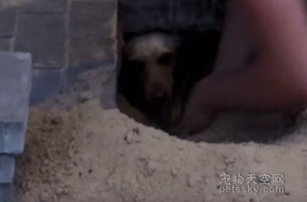 男子动手挖出被活埋的狗狗 没想到救了好几条性命