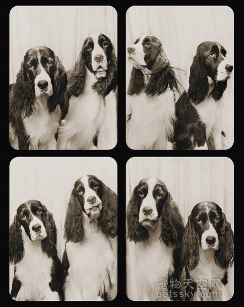 摄影师让狗狗在照相亭里自拍 照片被出版社看好并出书