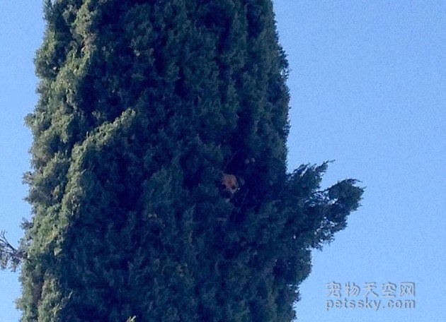 吉娃娃爬到23米高的树上被困住 可能是追松鼠的结果