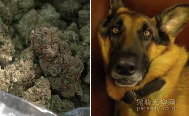 天上掉“1万美元”的大麻 让狗狗无家可归