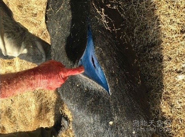 美国猎人打到“阿凡达野猪” 猪肉竟然是蓝色的