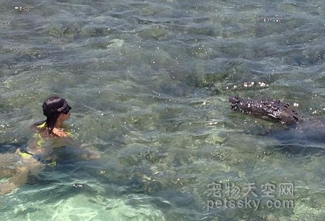 美女模特水下与美洲鳄玩耍
