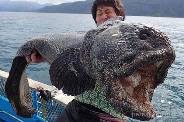 日本渔民在福岛海域捕到巨型狼鱼 体长2米形如怪物
