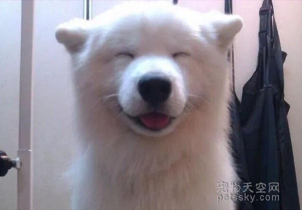 爱笑的狗狗才是最幸福的汪